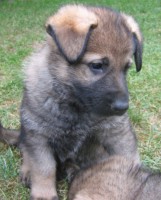 /album/brixie/snimek-118-1-jpg1/